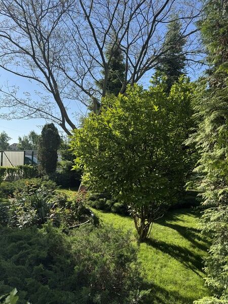 Bragadiru, Prelungirea Ghencea,